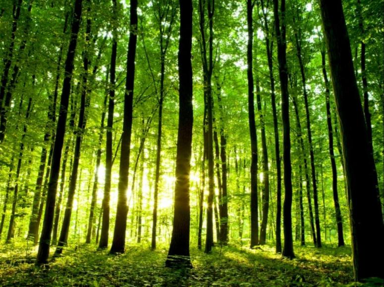 afforestation